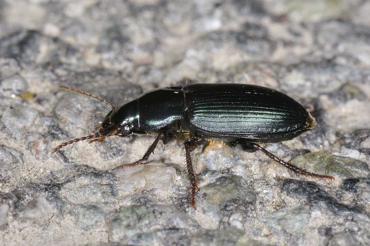 Harpalus?